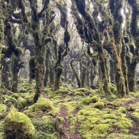 Gandalfove lesy, Novy Zeland, Tomas Cernak